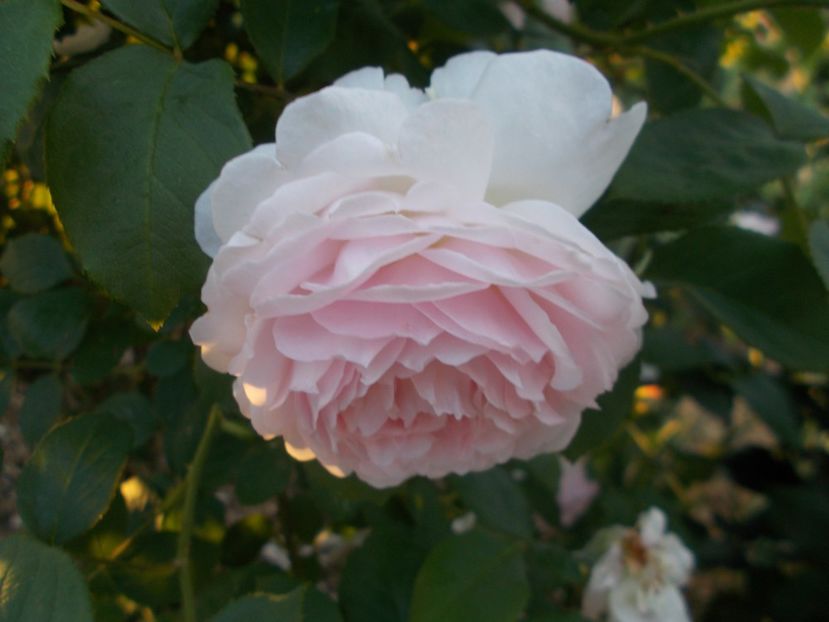  - Winchester Cathedral