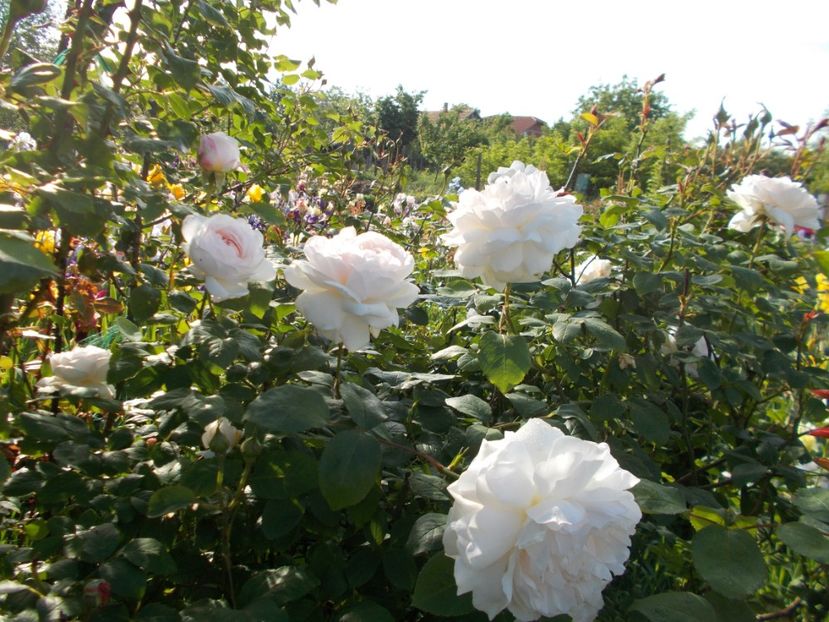  - Winchester Cathedral