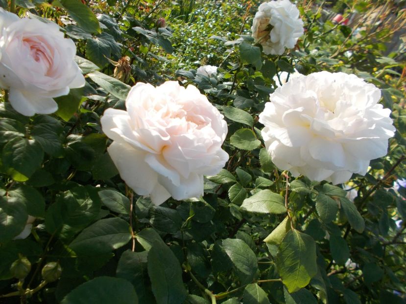  - Winchester Cathedral