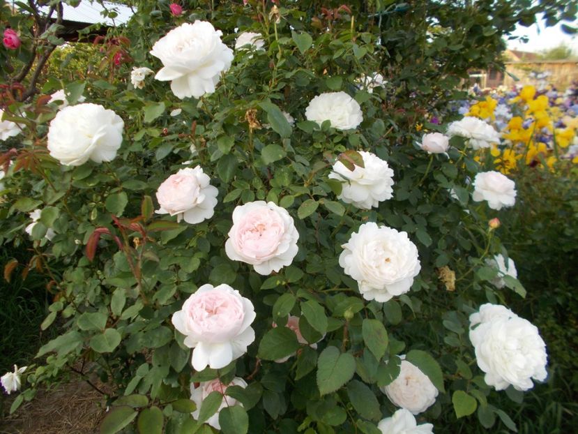  - Winchester Cathedral