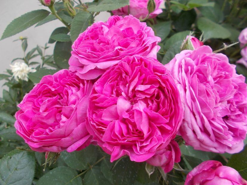  - Reine des Violettes