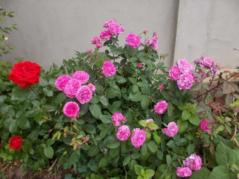  - Reine des Violettes