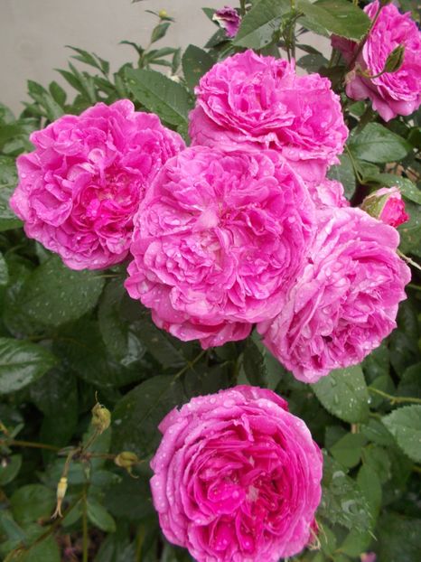  - Reine des Violettes