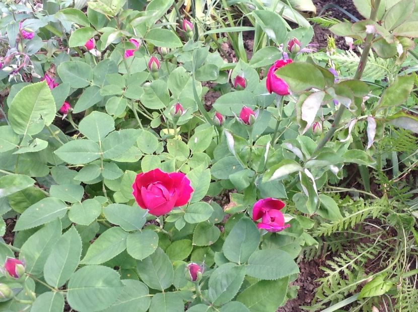  - Baron Girod de L ain