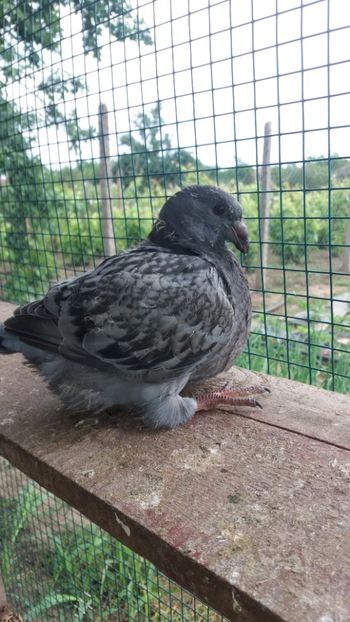 Matca - TINERET 2018