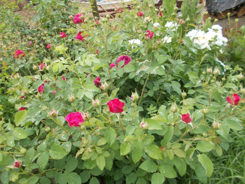  - William Shakespeare 2000