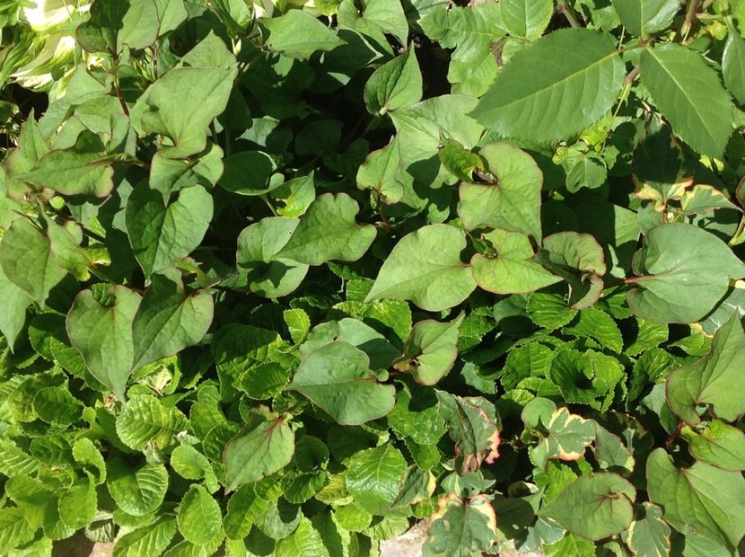  - Houttuynia Chamaeleon