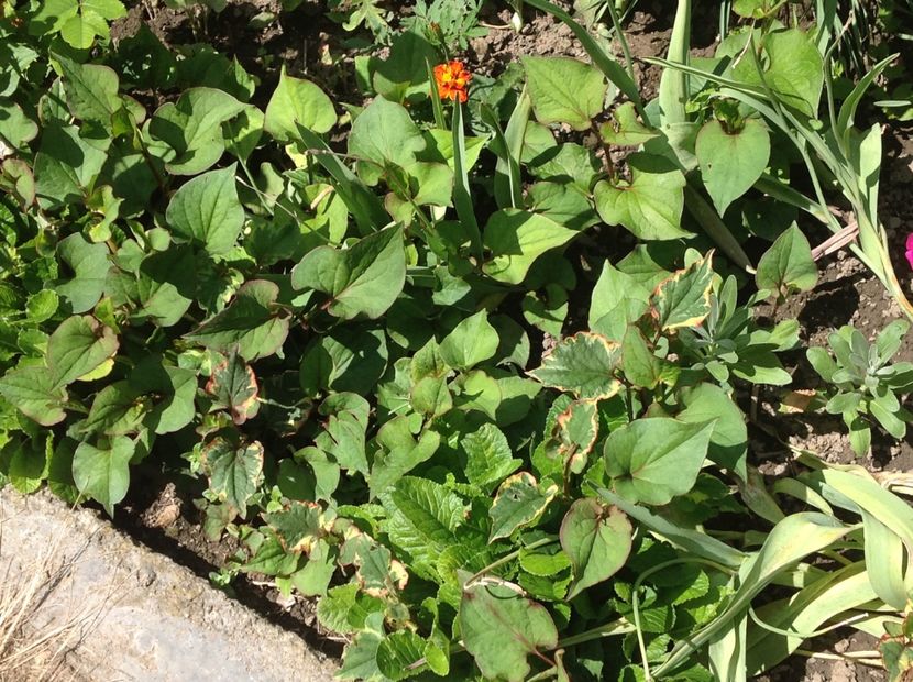  - Houttuynia Chamaeleon