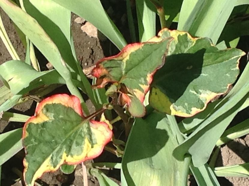  - Houttuynia Chamaeleon