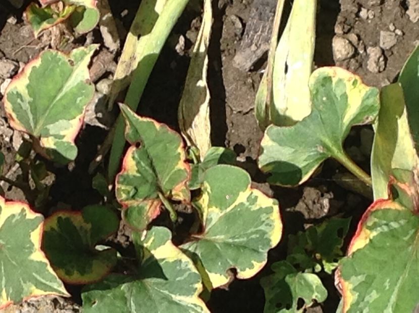  - Houttuynia Chamaeleon