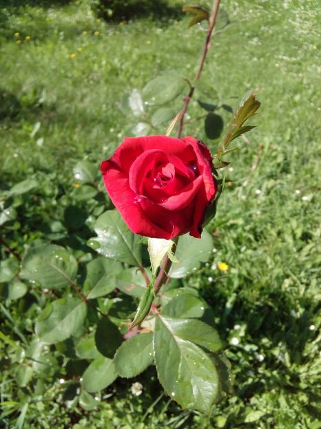  - TRANDAFIRI 2017_2018