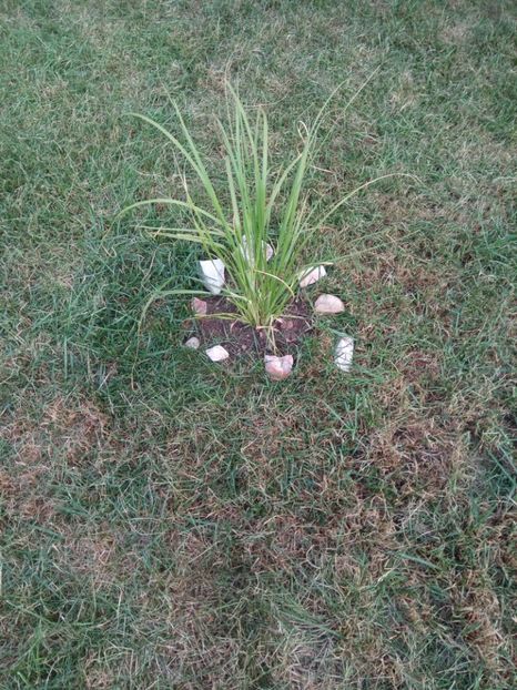 Iarbā de pampas 9.04.018 plantat - Flori de PRIMAVARA-VARA -2018