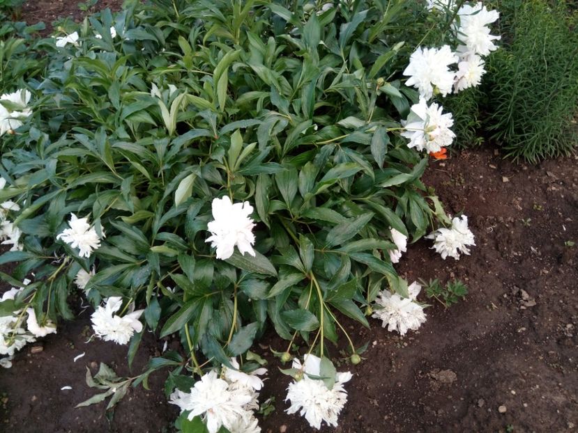  - Flori de PRIMAVARA-VARA -2018