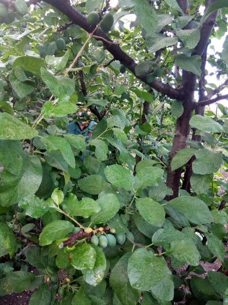 Prune - Flori de PRIMAVARA-VARA -2018