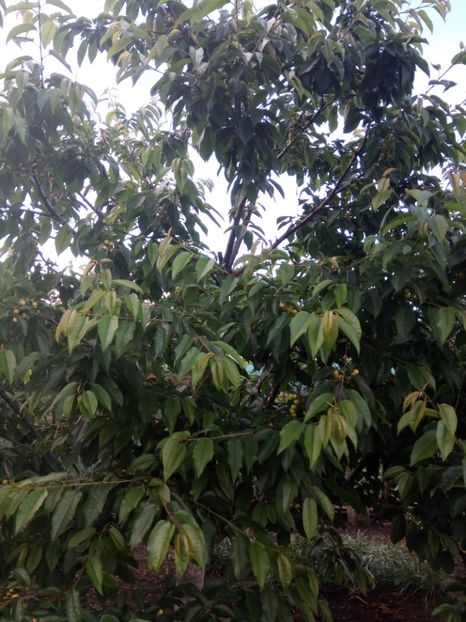 Cires - Flori de PRIMAVARA-VARA -2018