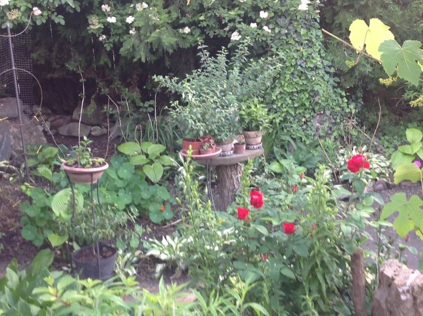  - Mai 2018 gradina