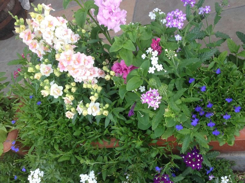  - Mai 2018 gradina