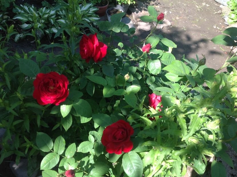  - Mai 2018 gradina