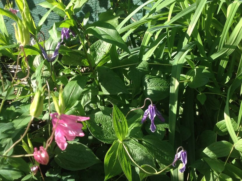  - Mai 2018 gradina