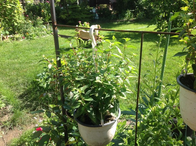  - Mai 2018 gradina