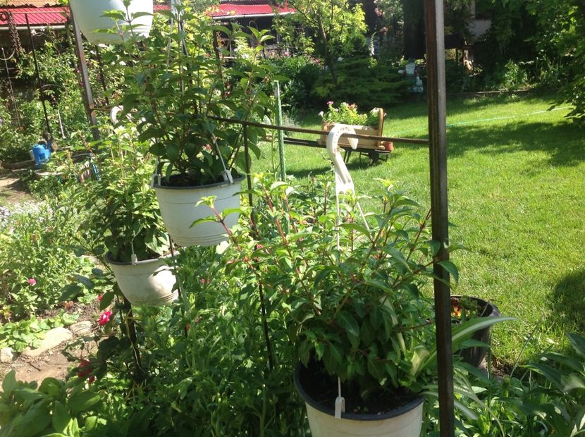  - Mai 2018 gradina