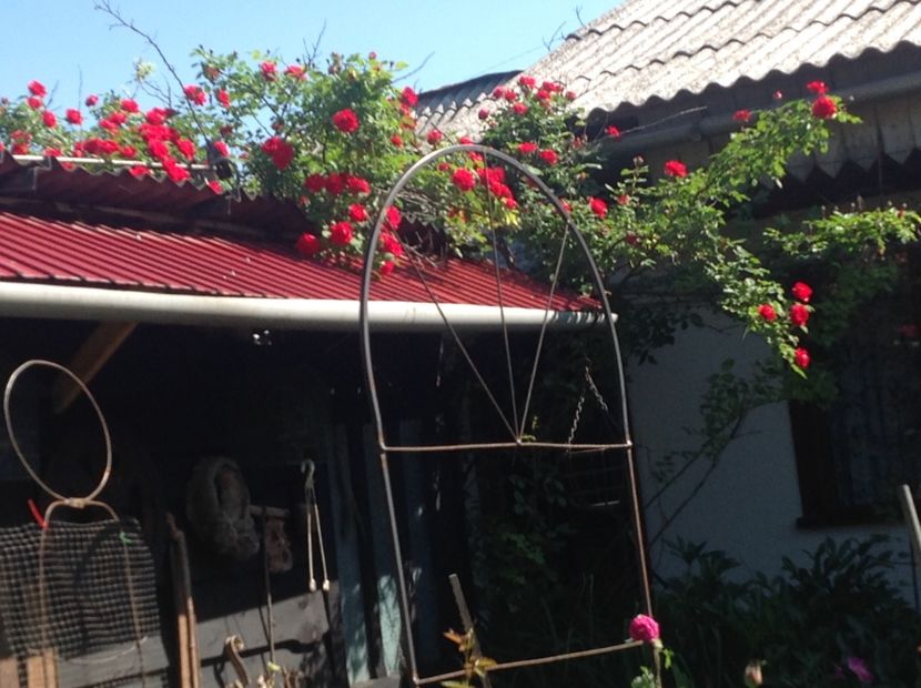  - Mai 2018 gradina
