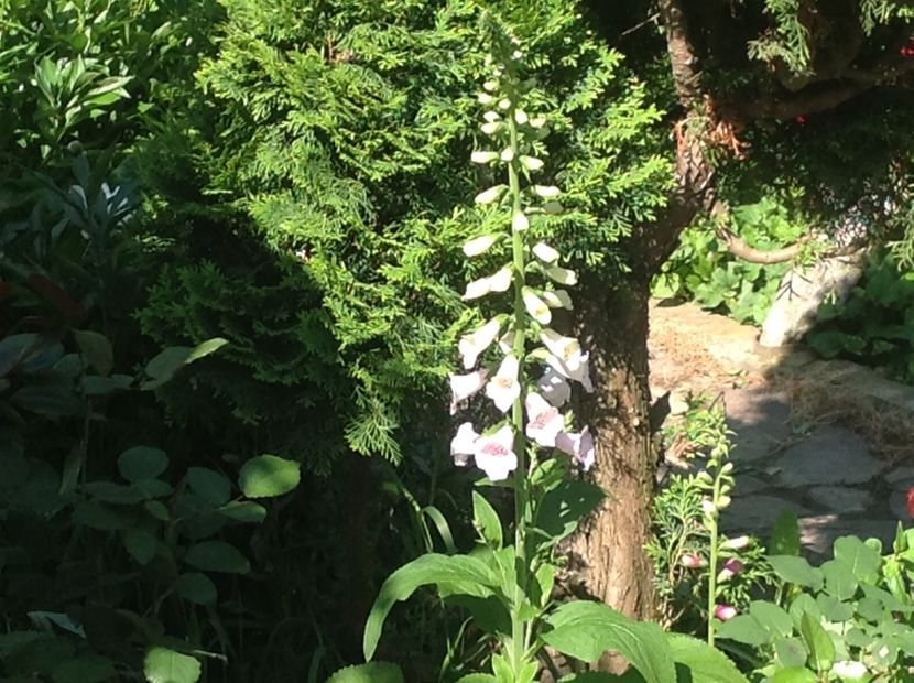  - Mai 2018 gradina