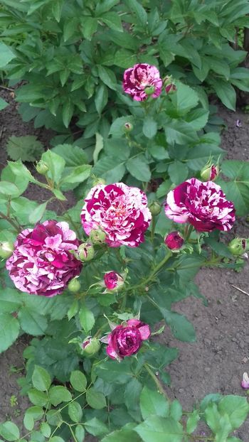 (36) New Imagine - 00Trandafiri 2018