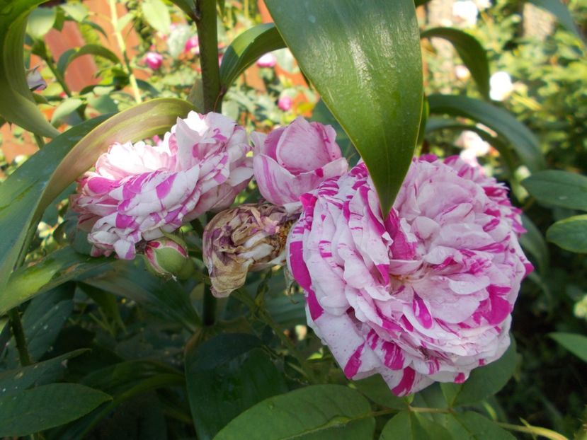  - Variegata di Bologna