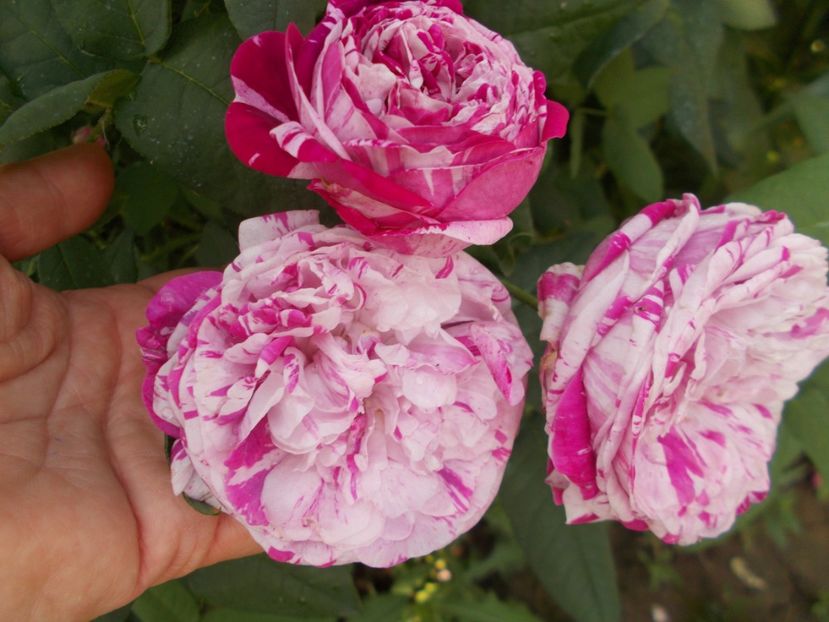  - Variegata di Bologna