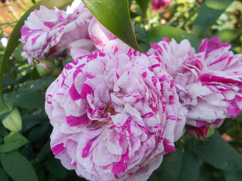  - Variegata di Bologna