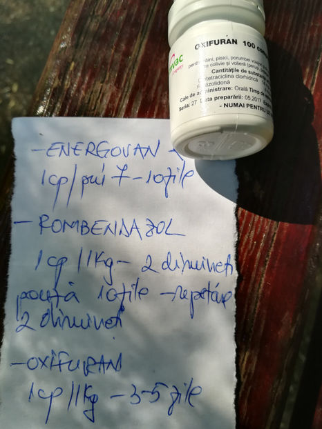 tratament pui rock barat - GOSPODARESTI