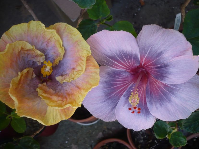P1370379 - HIBISCUSI 2018-2