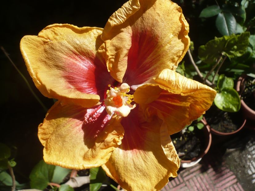 21.05.2018 - zzz-Dalen s Melanie Gronau-pierdut