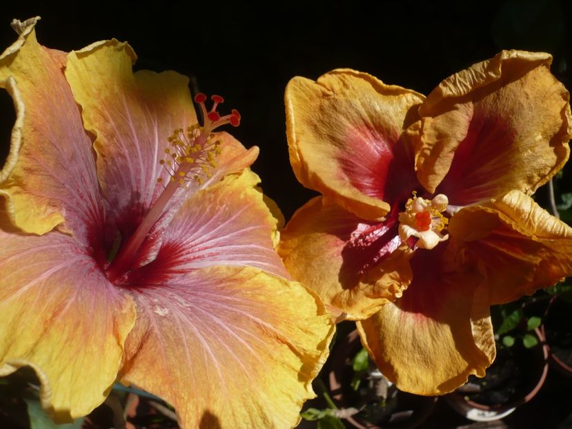 P1370375 - zzz-Dalen s Melanie Gronau-pierdut