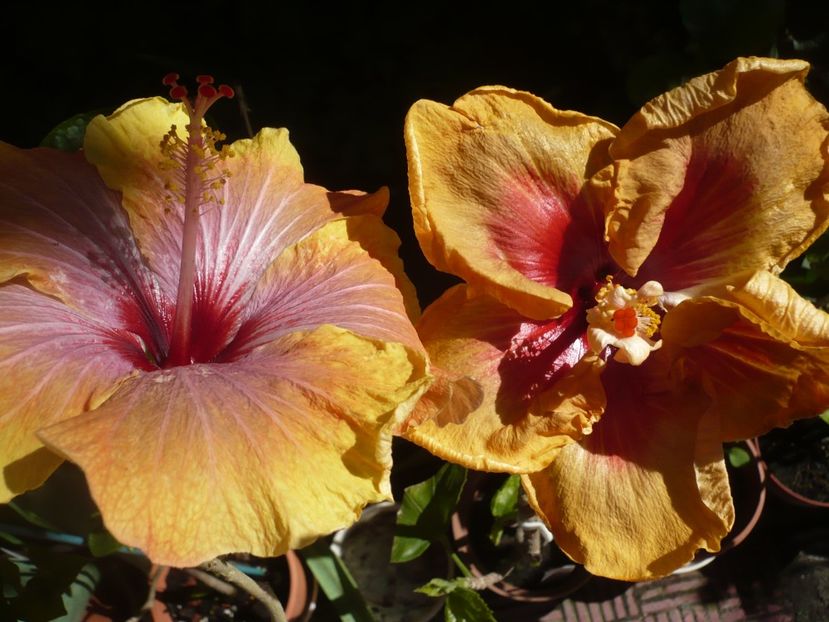 P1370376 - zzz-Dalen s Melanie Gronau-pierdut