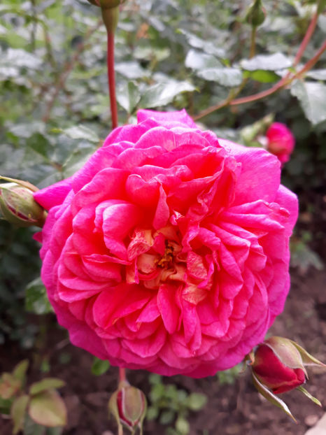  - CHRISTOPHER MARLOWE David Austin 3