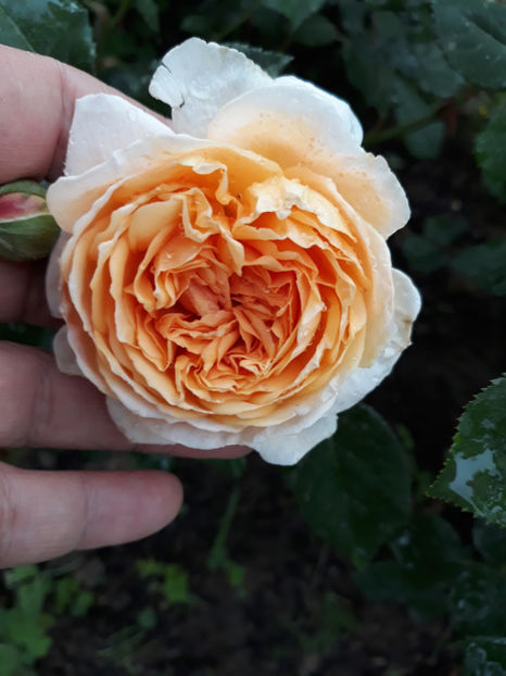  - CROWN PRINCESS MARGARETH David Austin 3