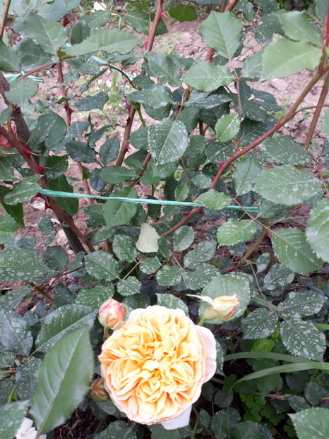  - CROWN PRINCESS MARGARETH David Austin 3