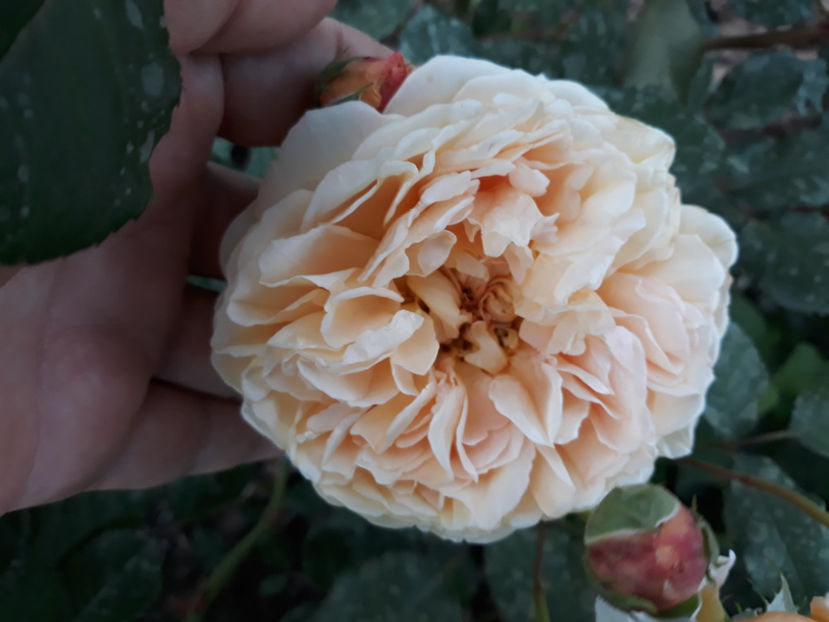  - CROWN PRINCESS MARGARETH David Austin 3