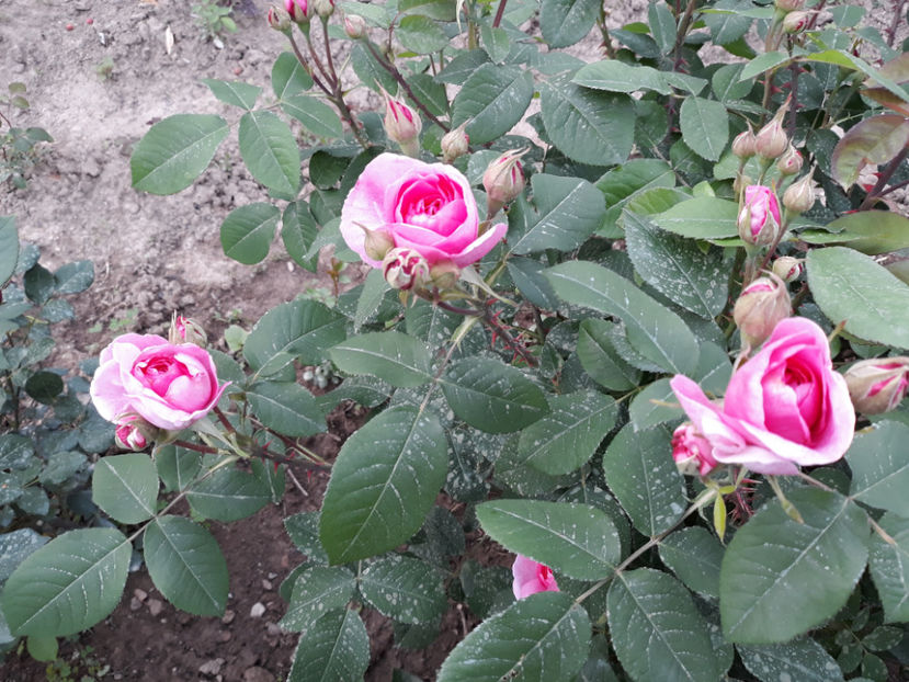  - GERTRUDE JEKILL David Austin 3