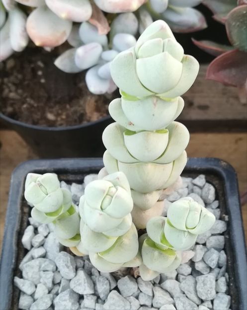 Crassula plegmatoides - Crassula