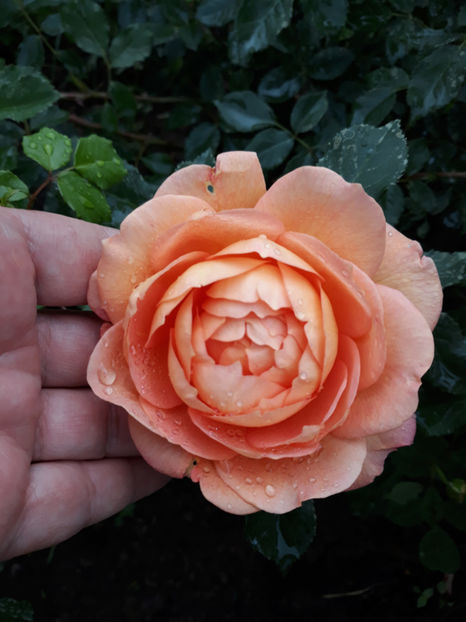 - LADY OF SHALLOT David Austin 3