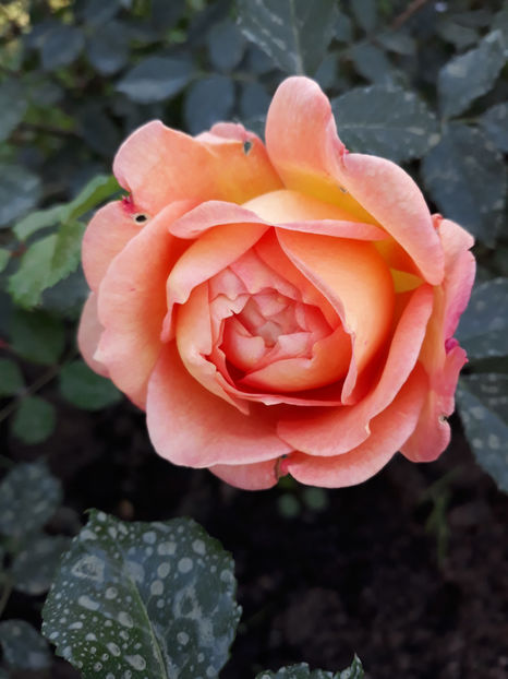  - LADY OF SHALLOT David Austin 3