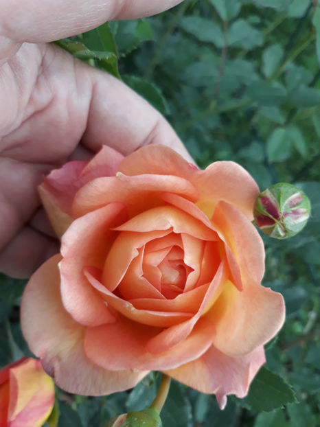  - PAT AUSTIN David Austin 3