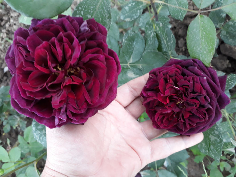 086 (2) - THE PRINCE David Austin 3