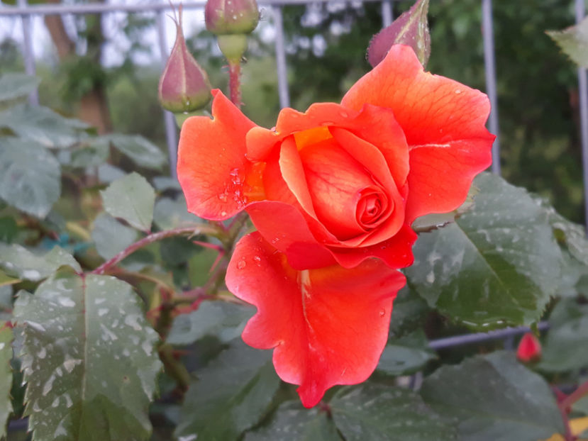  - WESTERLAND urcator