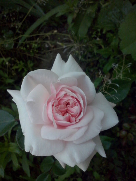 CAM01685 - Trandafiri 2018-III