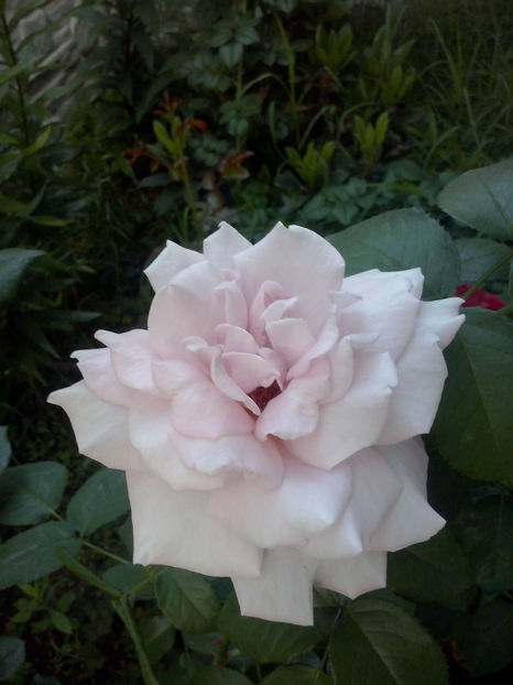 CAM01713 - Trandafiri 2018-III