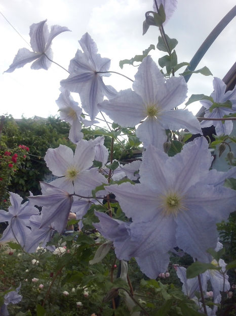 CAM01727 - Clematite 2018